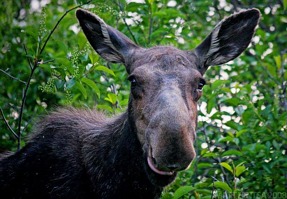 Happy Moose.