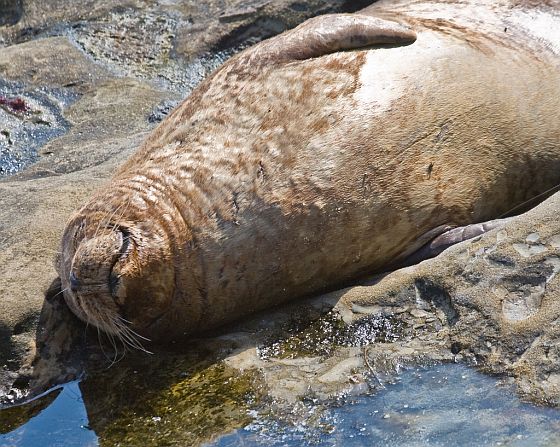 happy-seal
