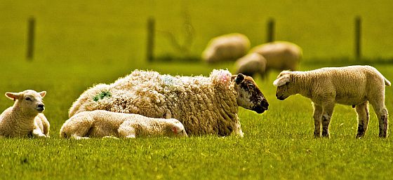 happy-sheep-family