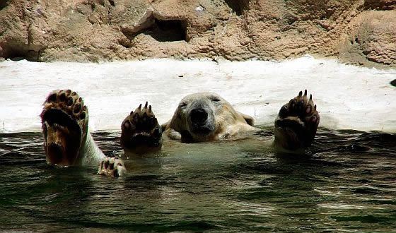 polar-bear-having-a-good-time