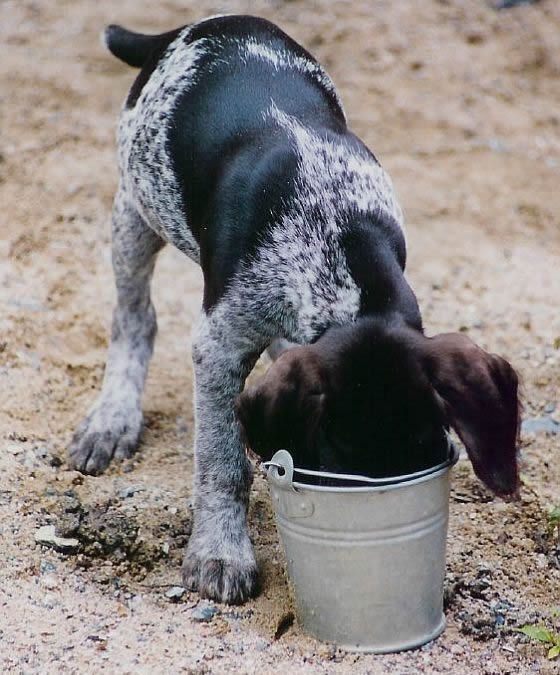 small-dog-searching