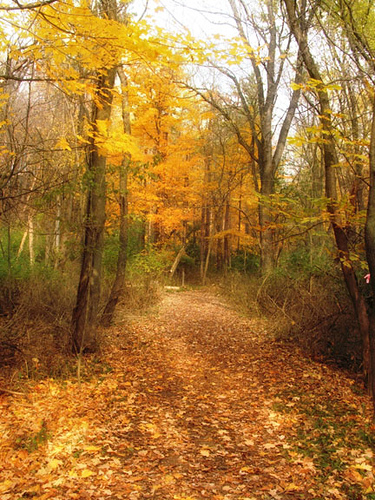 2016258511_bd1470a14a Melodies for the Changing Seasons help express our emotions (image from Aunt Owwee on Flickr)