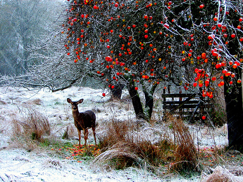 308709862_f8f7fbcec4 Many songs about seasons evoke powerful imagry (image from Jan Tik on Flickr)