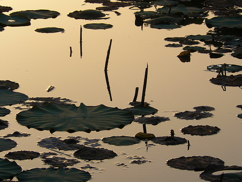 414592732_8b2d92f860 What is Ambient Music to you? (image from prakhar on Flickr)