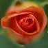 Feel the love from Mother Nature with Dawn’s Spirit