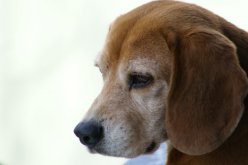 3220324997_d6f169677f Will this miserable mutt howl the blues? (image from Claudio Matsuoka on Flickr)