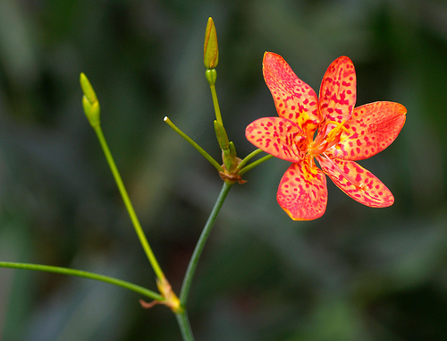 1503923163_01c36317c0 (image from Chi King on Flickr)