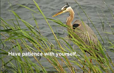 Have Patience with yourself Heron photo by my hubby Belair