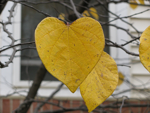 4068269269_bf90558581 The world is filled with love whereever you look (image from geopungo on Flickr)