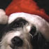 Merry Christmas & Happy New Year 